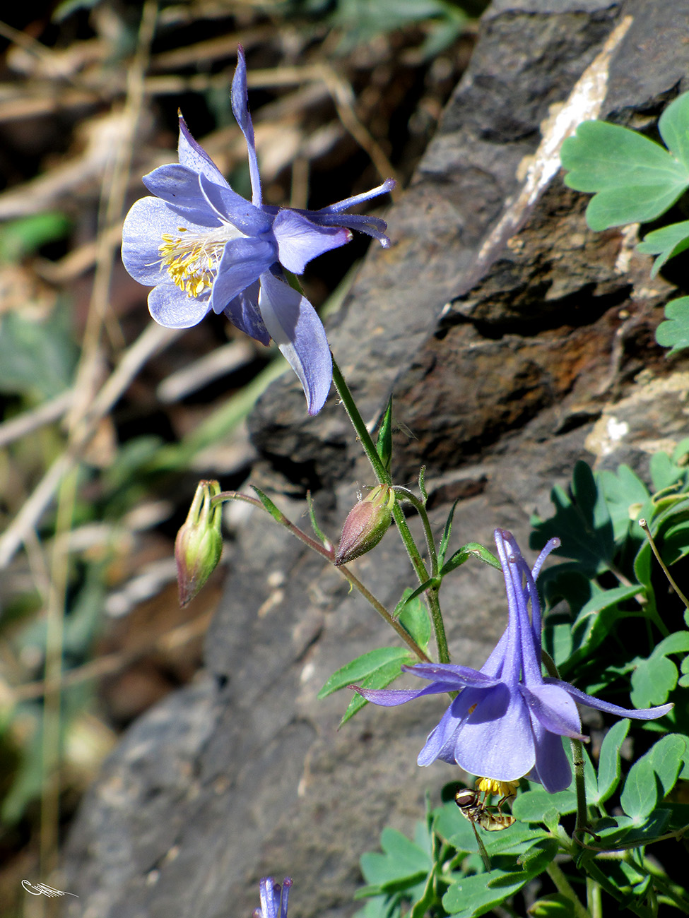 Изображение особи Aquilegia karatavica.