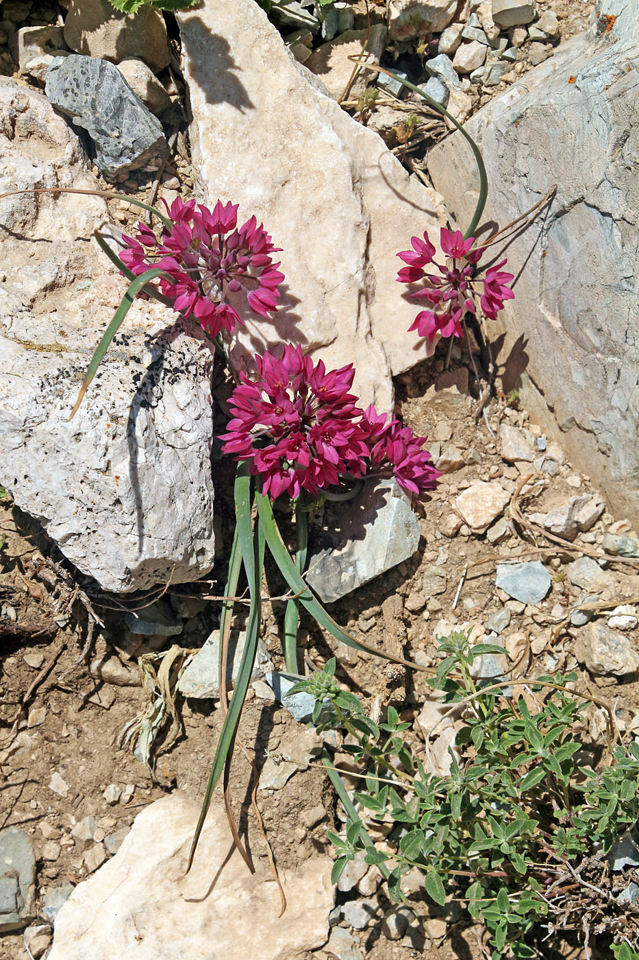 Image of Allium oreophilum specimen.