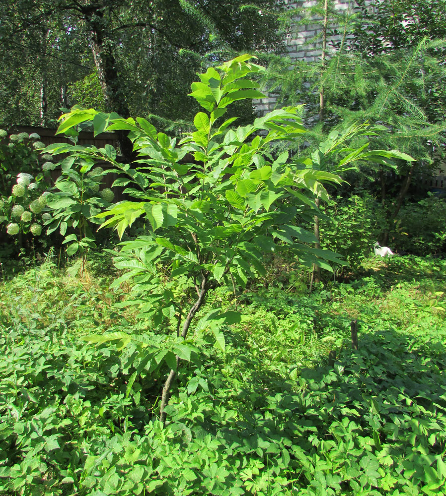 Image of Castanea mollissima specimen.