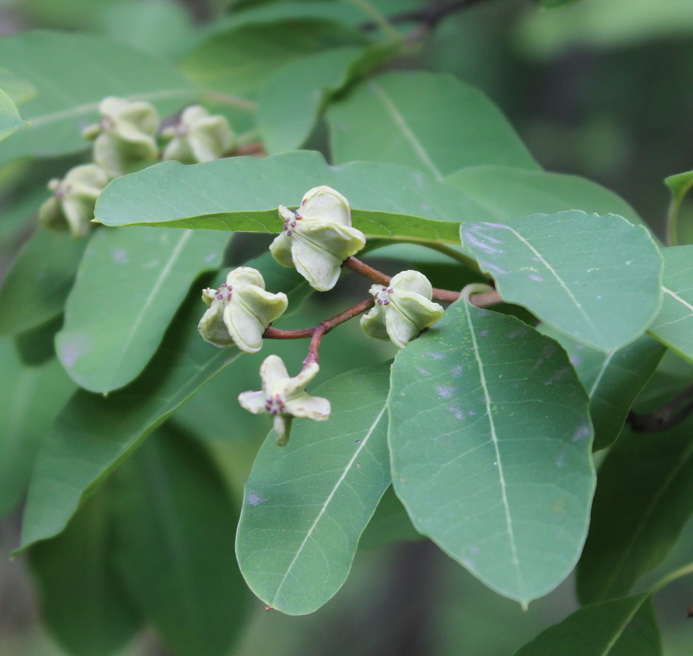 Изображение особи Exochorda korolkowii.