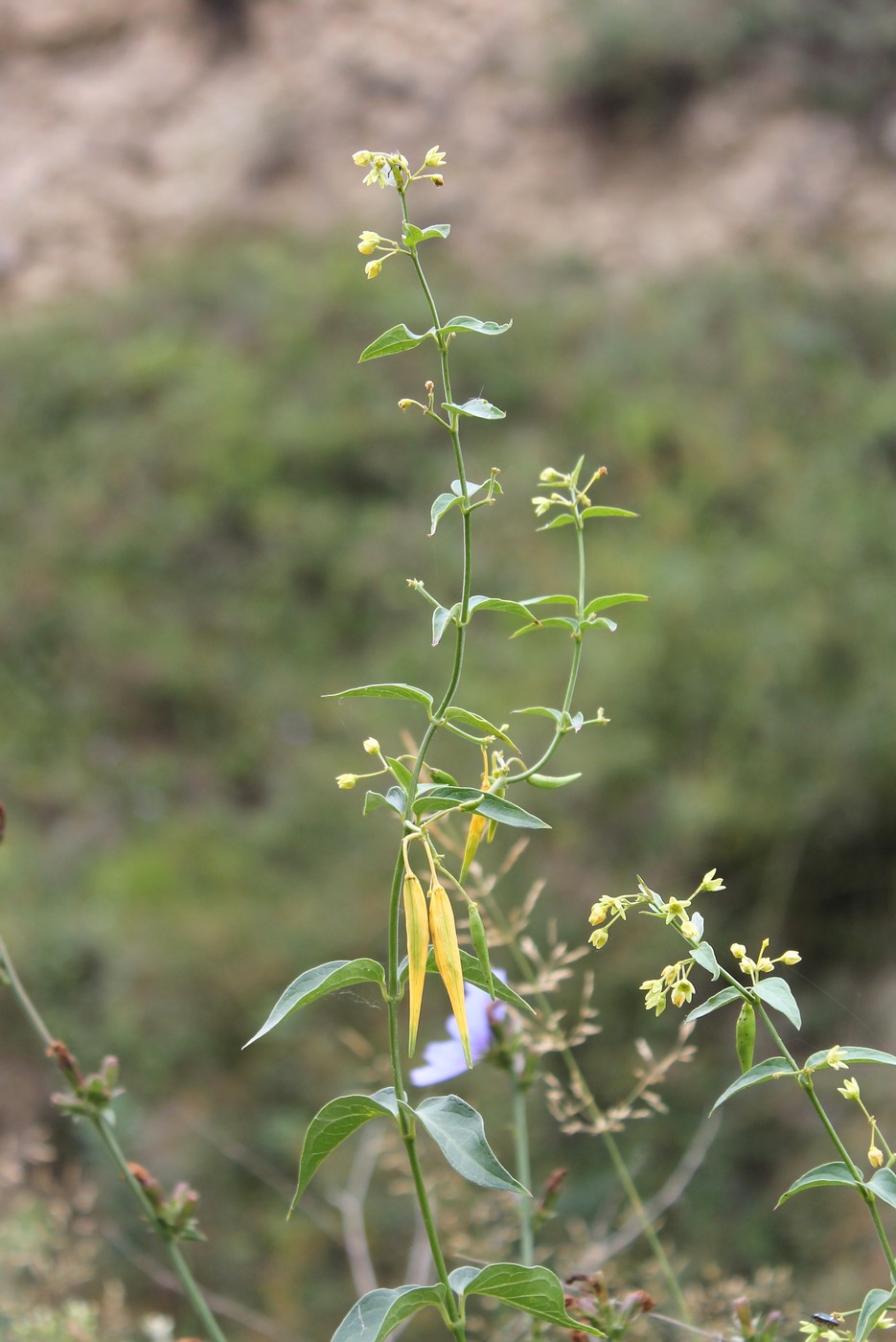 Image of Vincetoxicum rehmannii specimen.