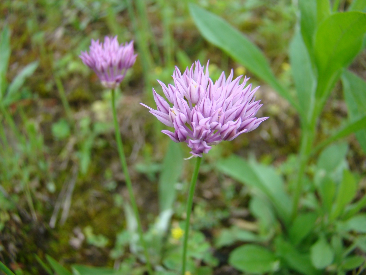 Image of Allium anisotepalum specimen.