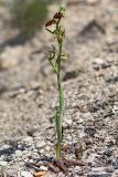 Ophrys mammosa ssp. caucasica