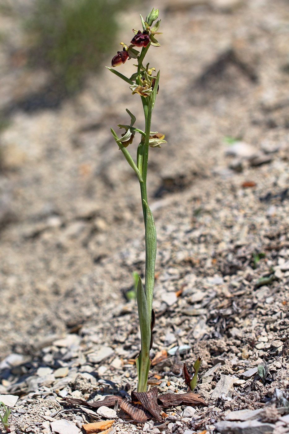 Изображение особи Ophrys mammosa ssp. caucasica.