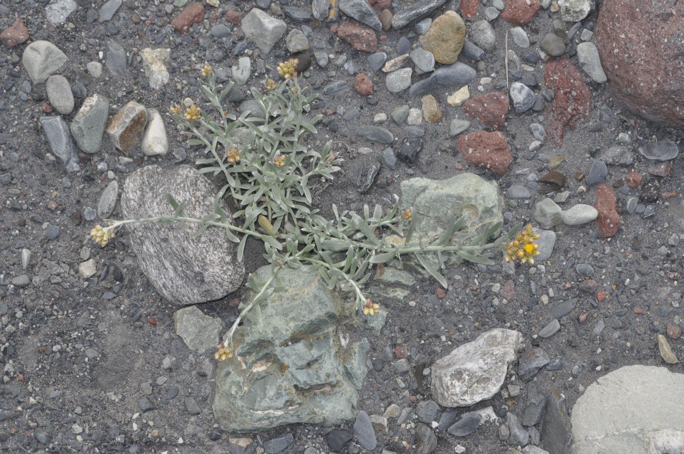 Image of Cladochaeta candidissima specimen.