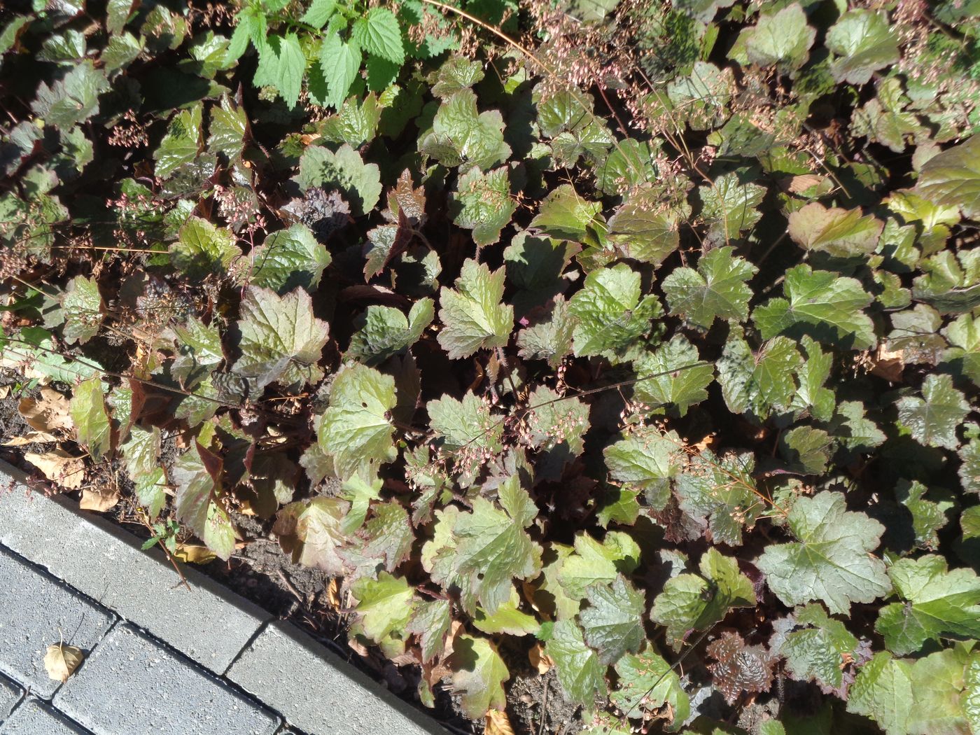 Image of Heuchera micrantha specimen.