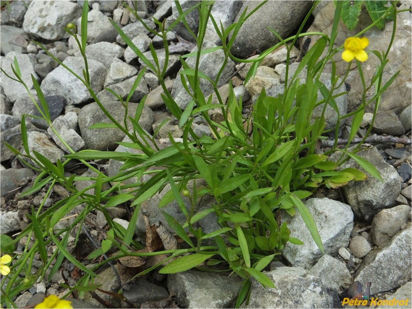 Изображение особи Ranunculus flammula.