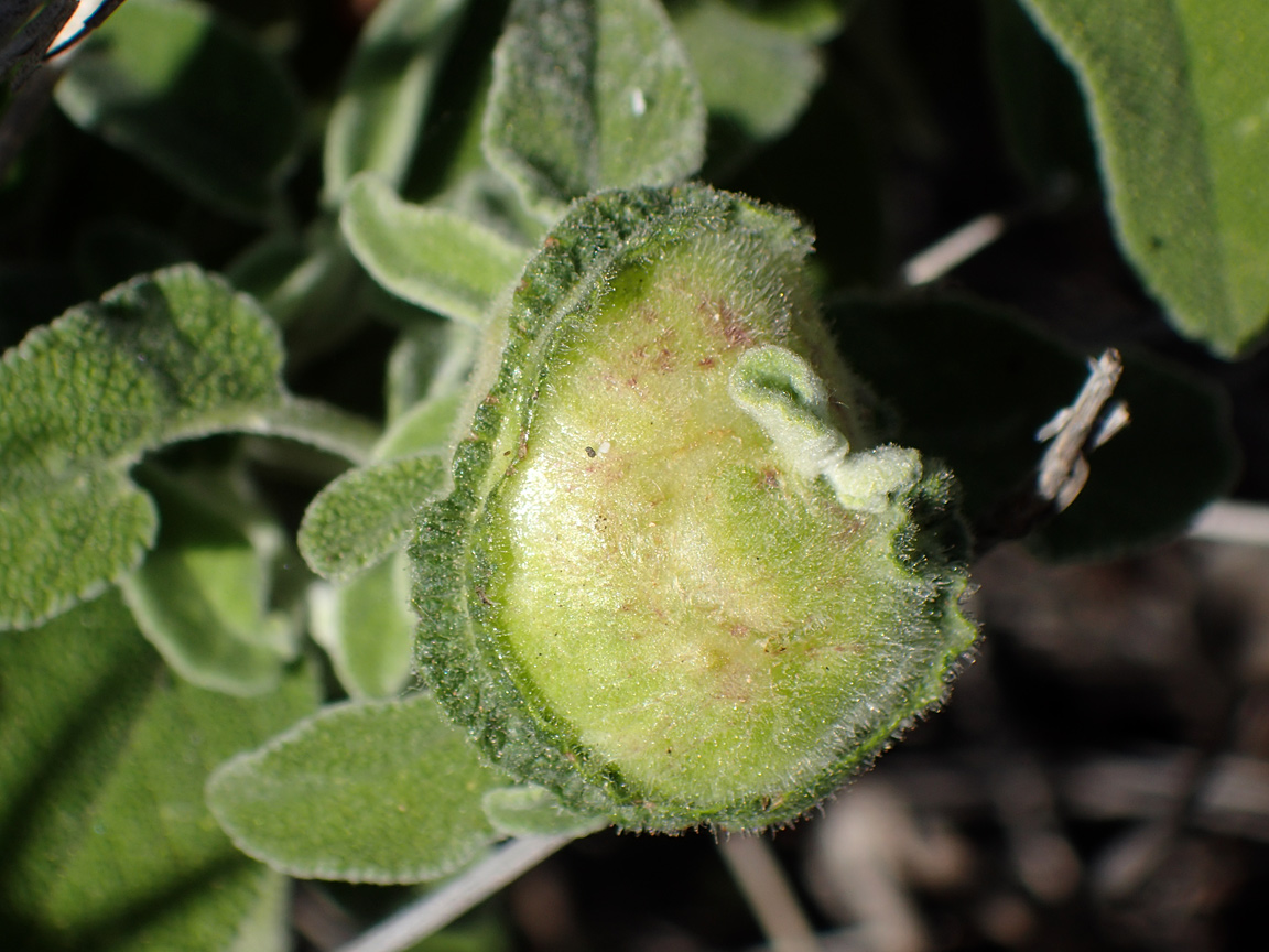 Изображение особи Salvia fruticosa.