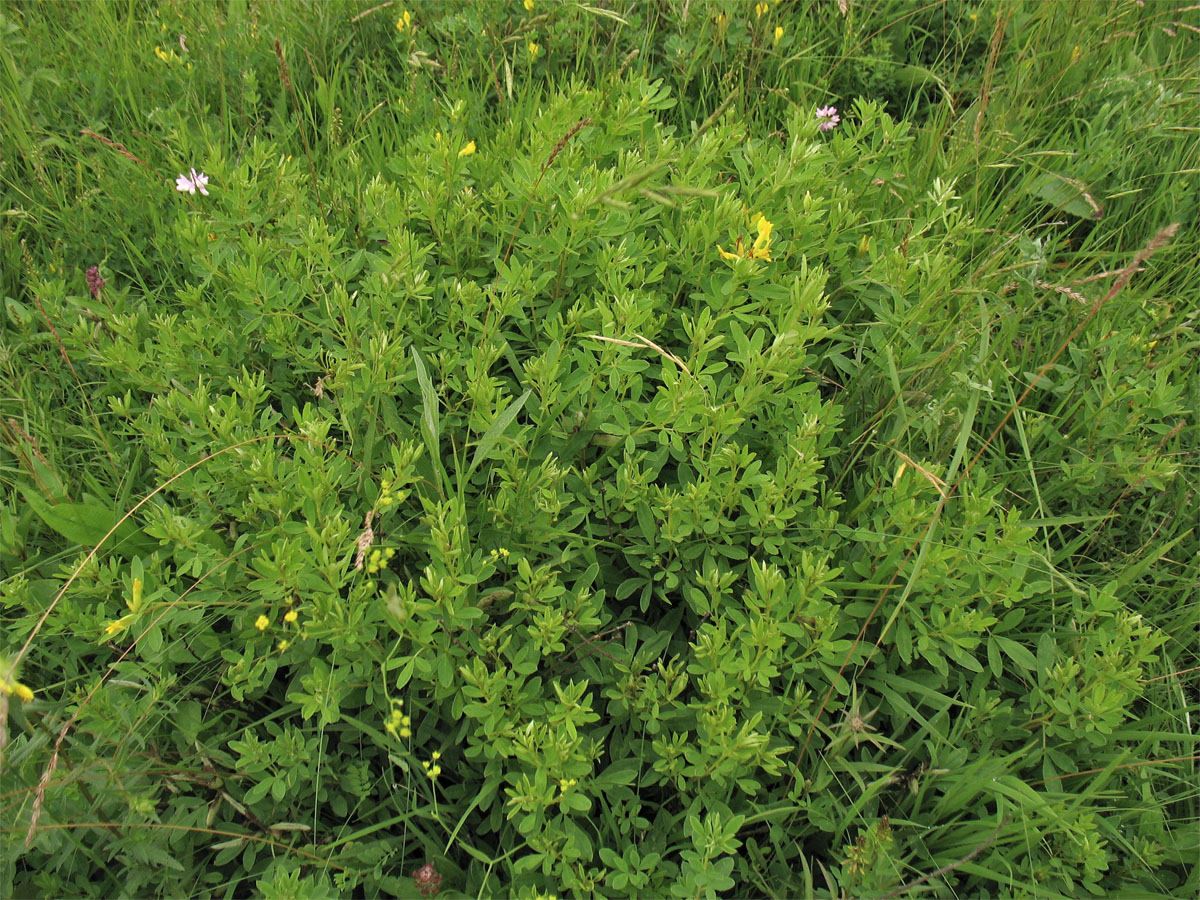 Image of Chamaecytisus blockianus specimen.