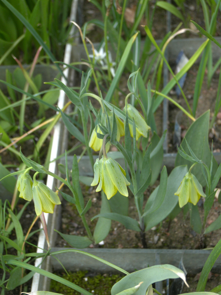 Изображение особи Fritillaria bithynica.