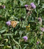 Cirsium setosum. Верхушка цветущего и плодоносящего растения с кормящейся бабочкой. Восточный Казахстан, г. Усть-Каменогорск, правый берег р. Иртыш, склон заболоченного и высыхающего оврага. 02.08.2017.