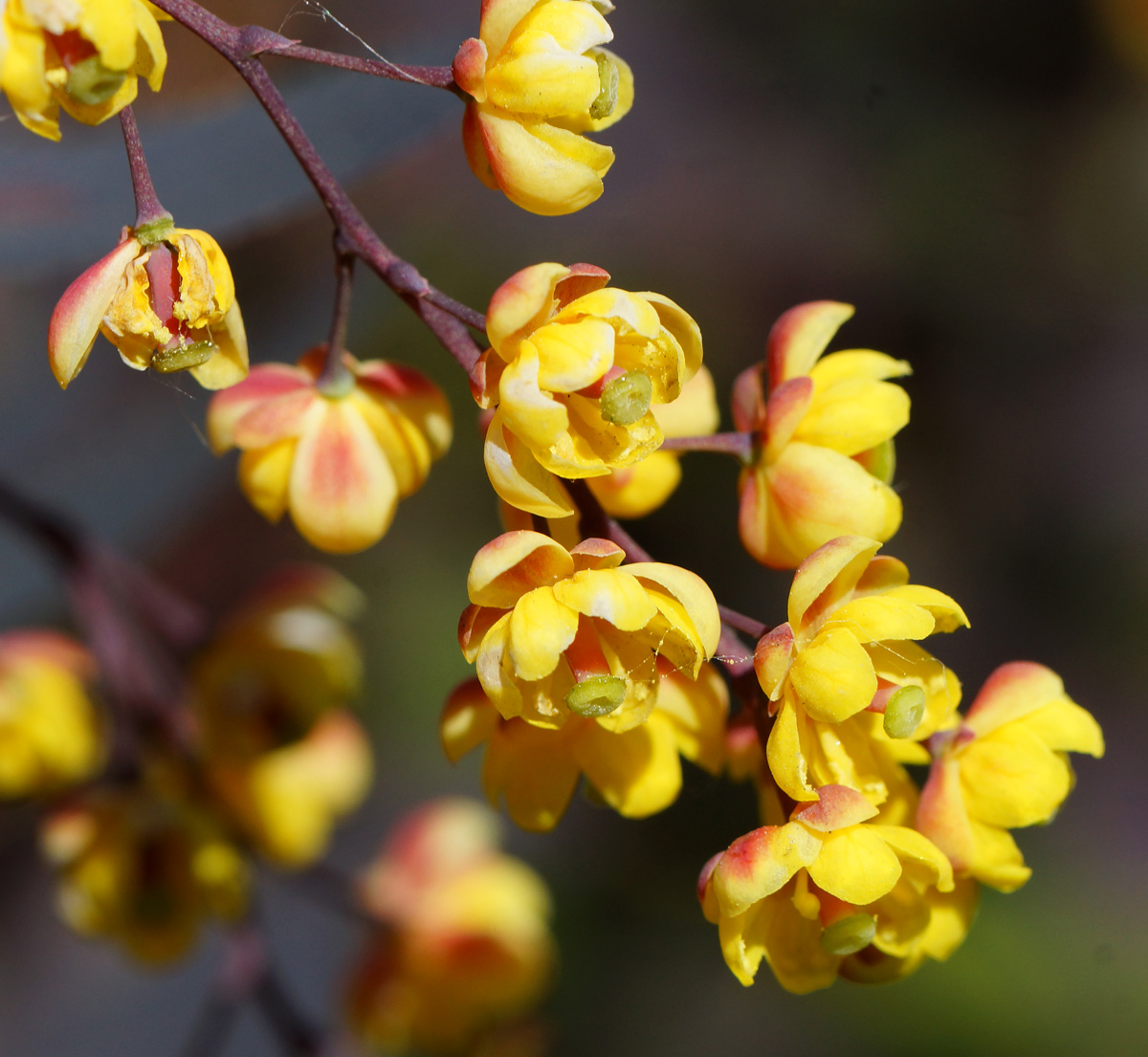 Image of Berberis vulgaris f. atropurpurea specimen.