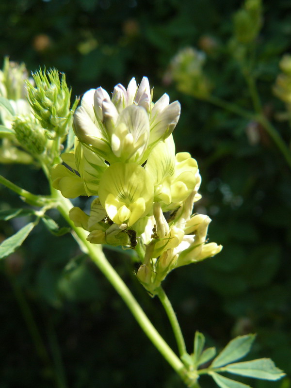 Image of Medicago &times; varia specimen.
