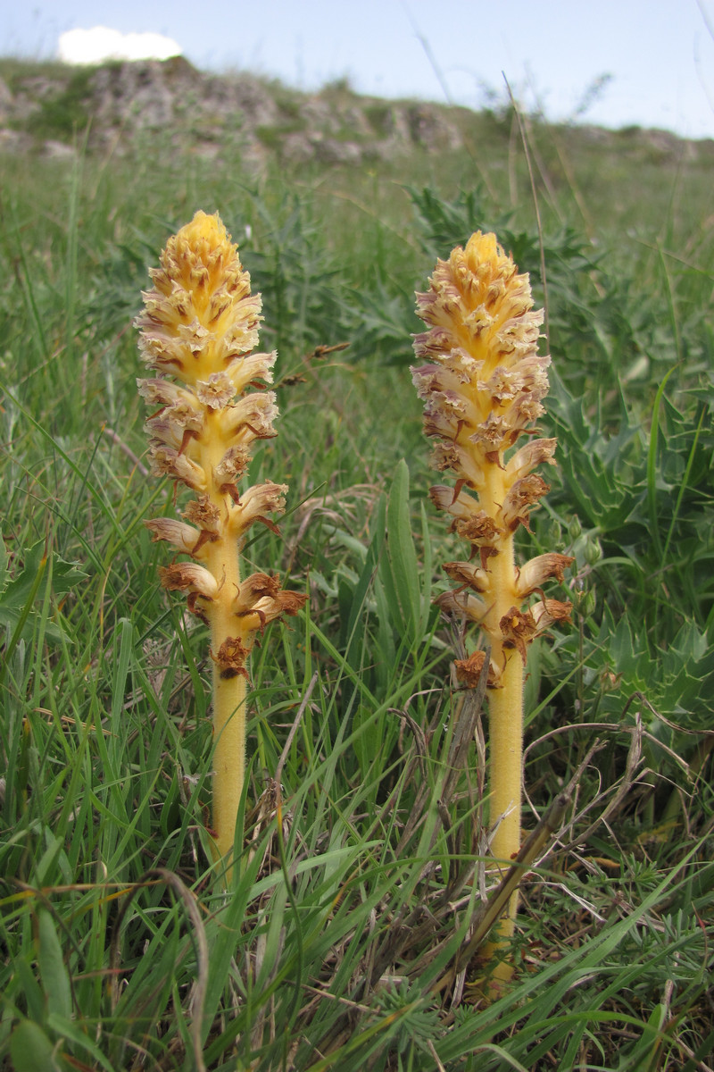 Image of Orobanche minor specimen.