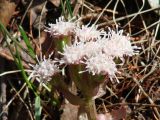 Petasites rubellus