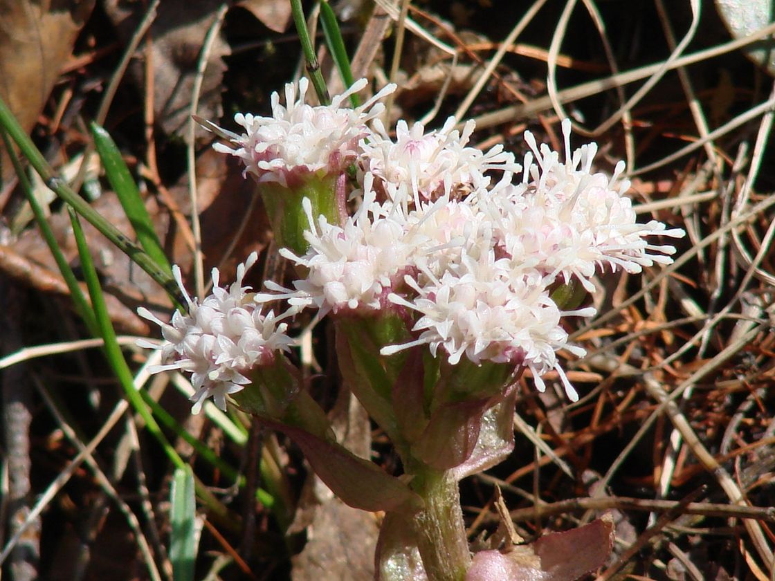 Image of Petasites rubellus specimen.