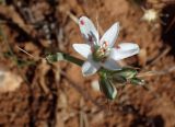 Ornithogalum comosum