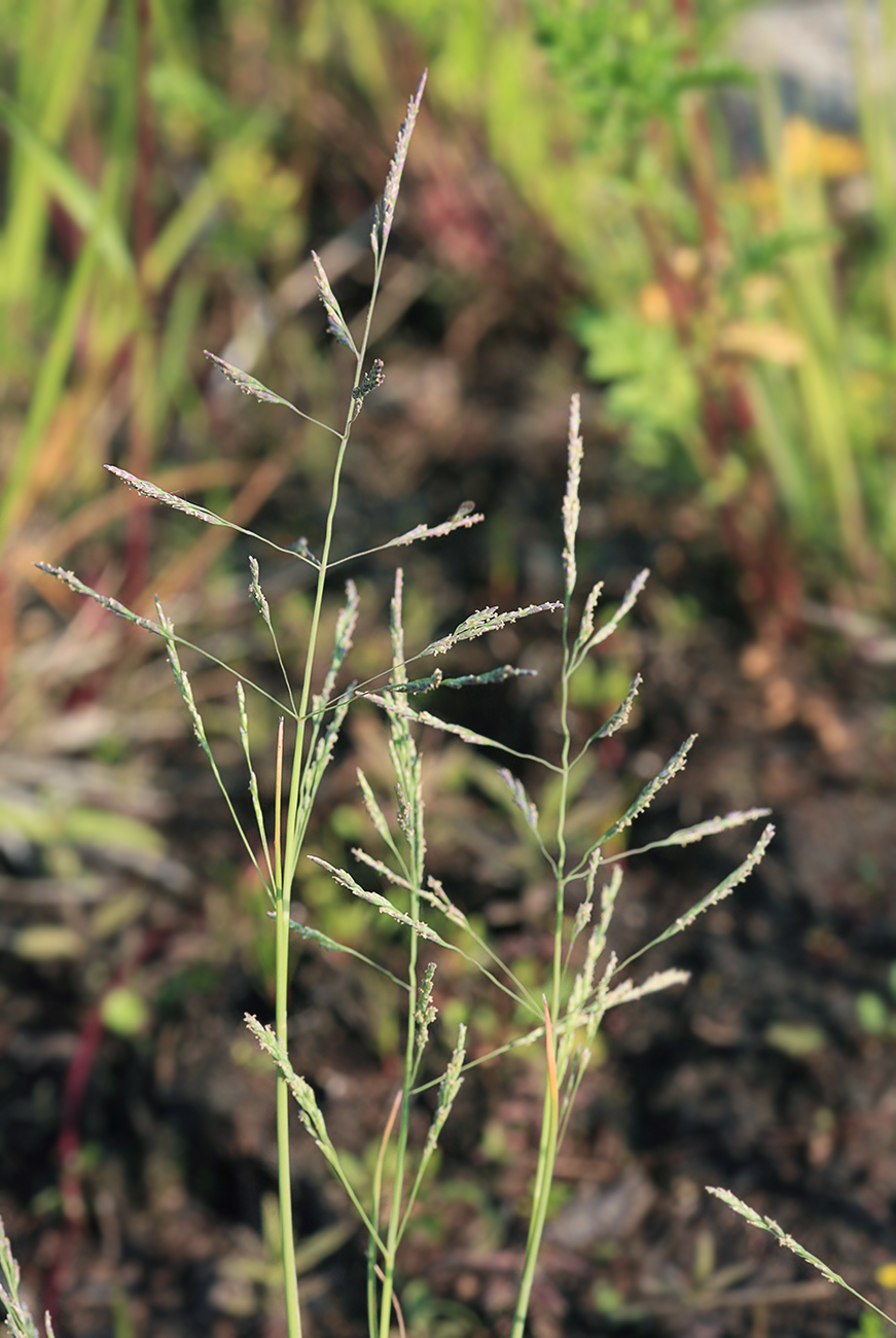 Image of Puccinellia hauptiana specimen.