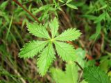 Potentilla chrysantha. Лист. Магаданская обл., г. Магадан, мкр-н Снежная Долина, на обочине дороги. 22.07.2016.