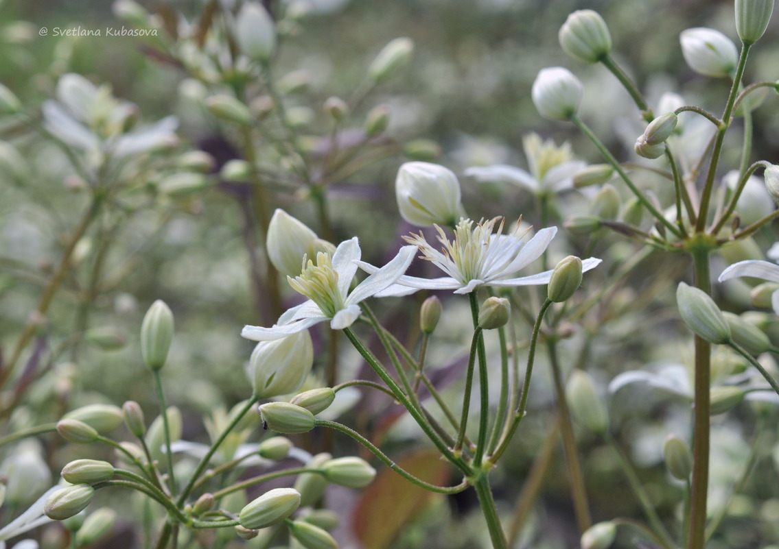 Изображение особи Clematis recta.