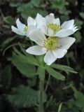 Anemonastrum narcissiflorum. Верхушка цветущего растения. Украина, Закарпатская обл., Раховский р-н, хр. Свидовец, ≈ 1800 м н.у.м., скальное обнажение. 2 июля 2010 г.