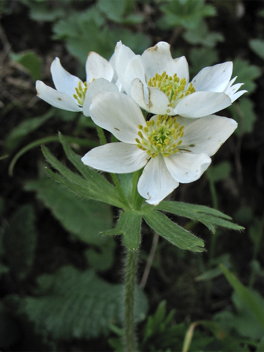 Image of Anemonastrum narcissiflorum specimen.