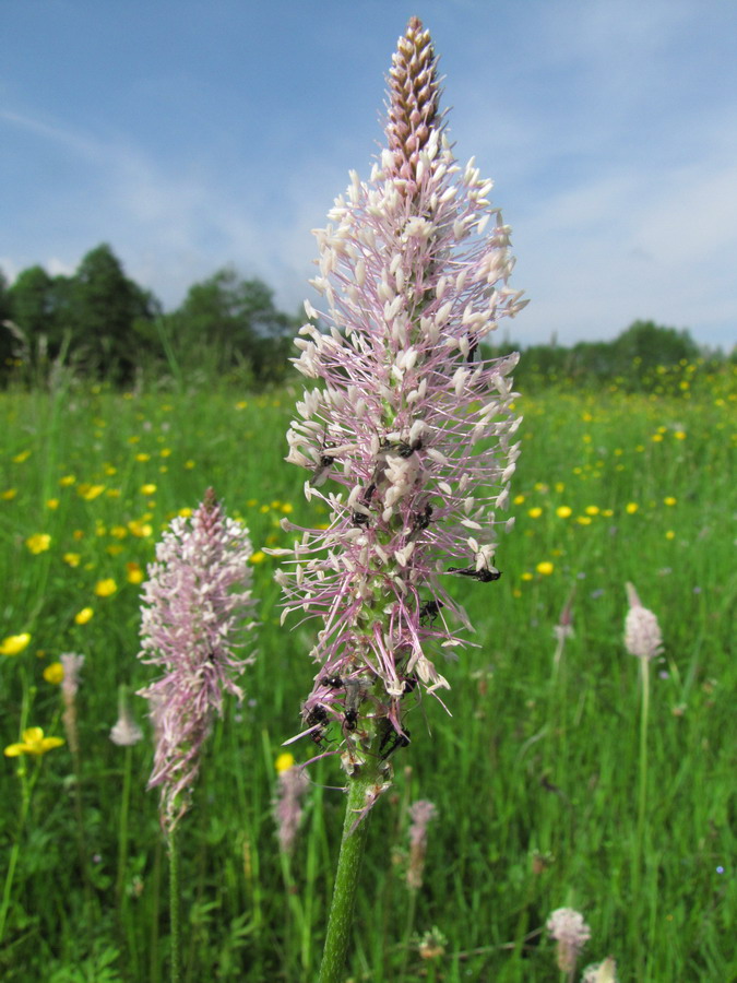 Image of Plantago media specimen.