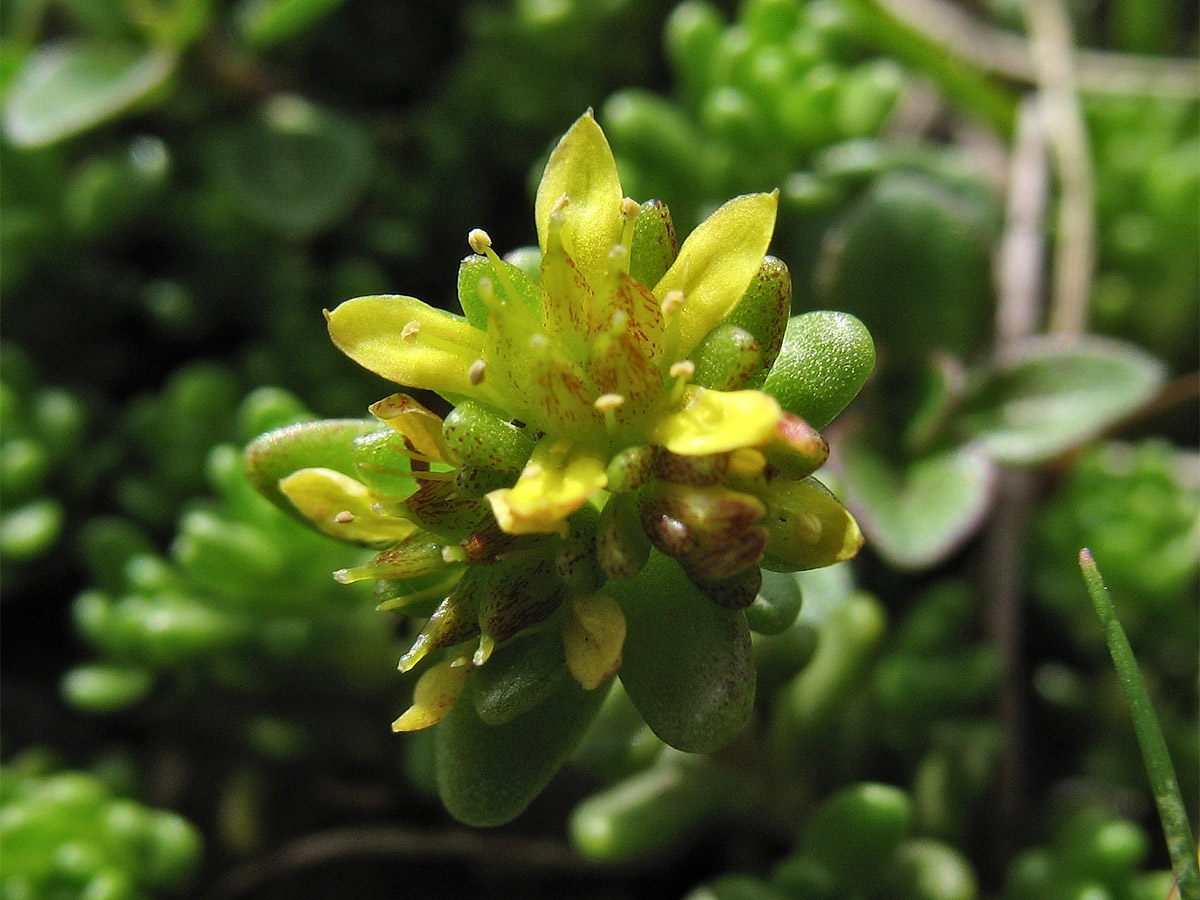 Image of Sedum alpestre specimen.