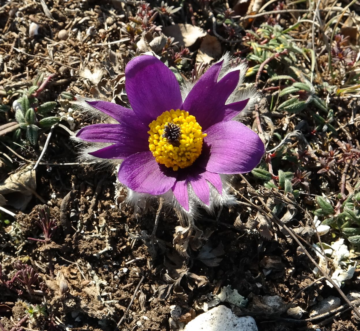 Изображение особи Pulsatilla taurica.