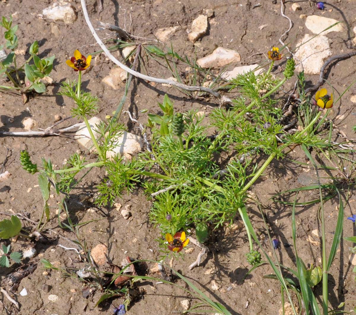 Image of Adonis microcarpa specimen.