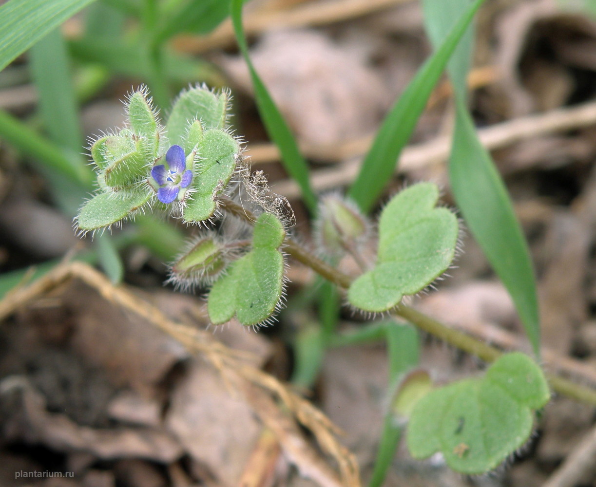 Image of Veronica triloba specimen.