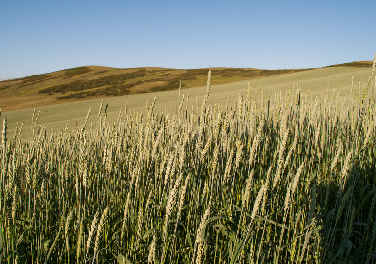 Изображение особи Triticum aestivum.