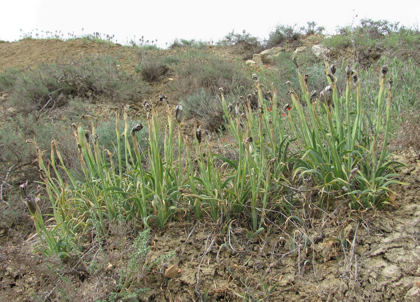 Изображение особи Iris acutiloba.