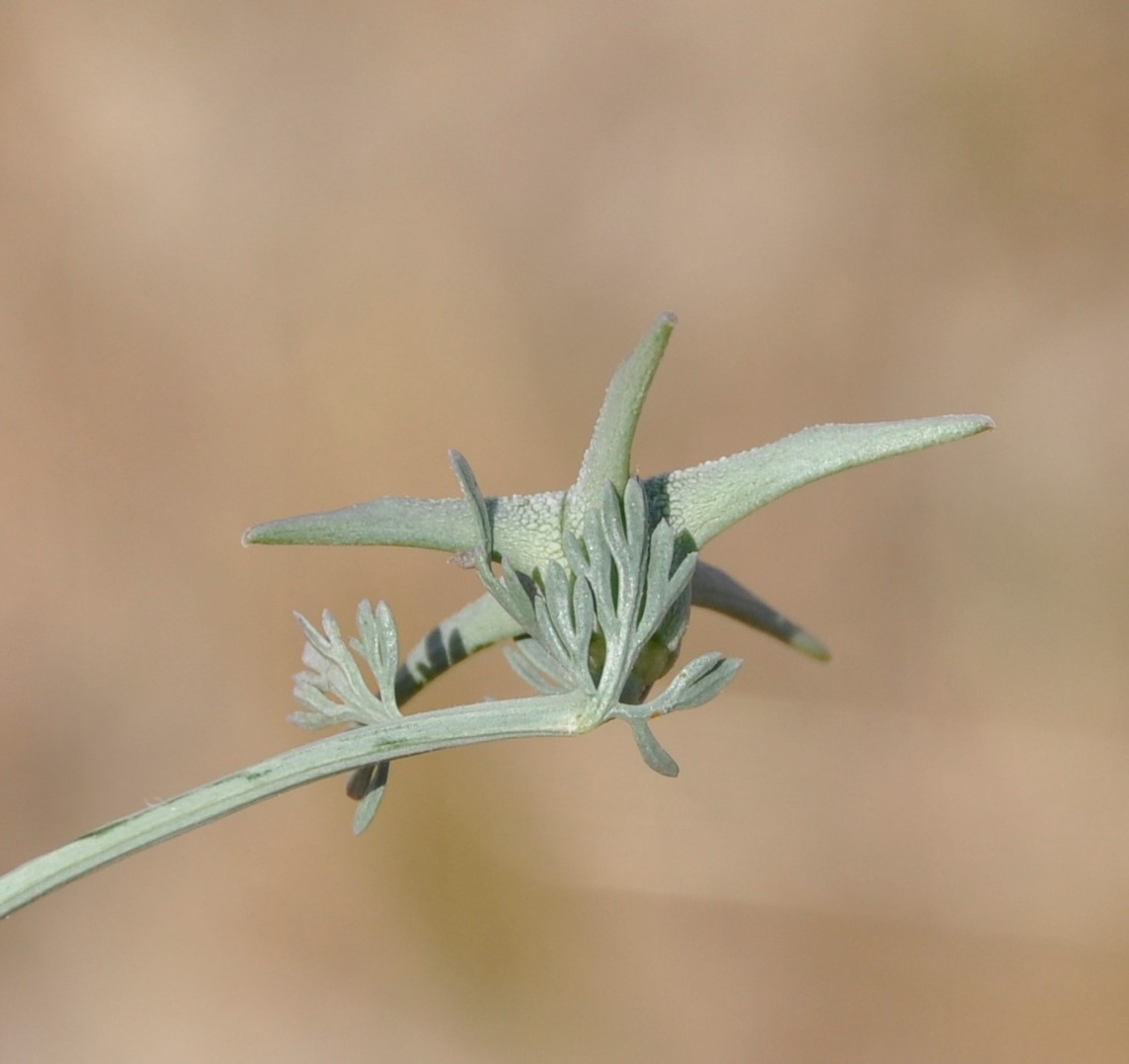Image of Nigella fumariifolia specimen.