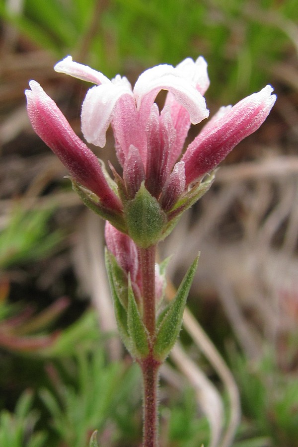 Image of Asperula caespitans specimen.