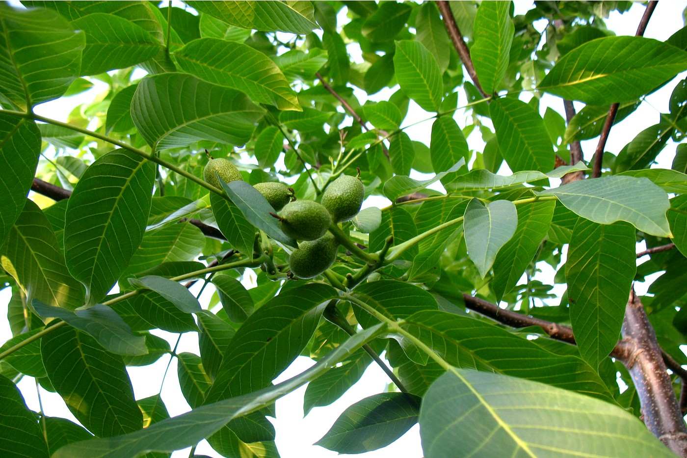 Изображение особи Juglans regia.