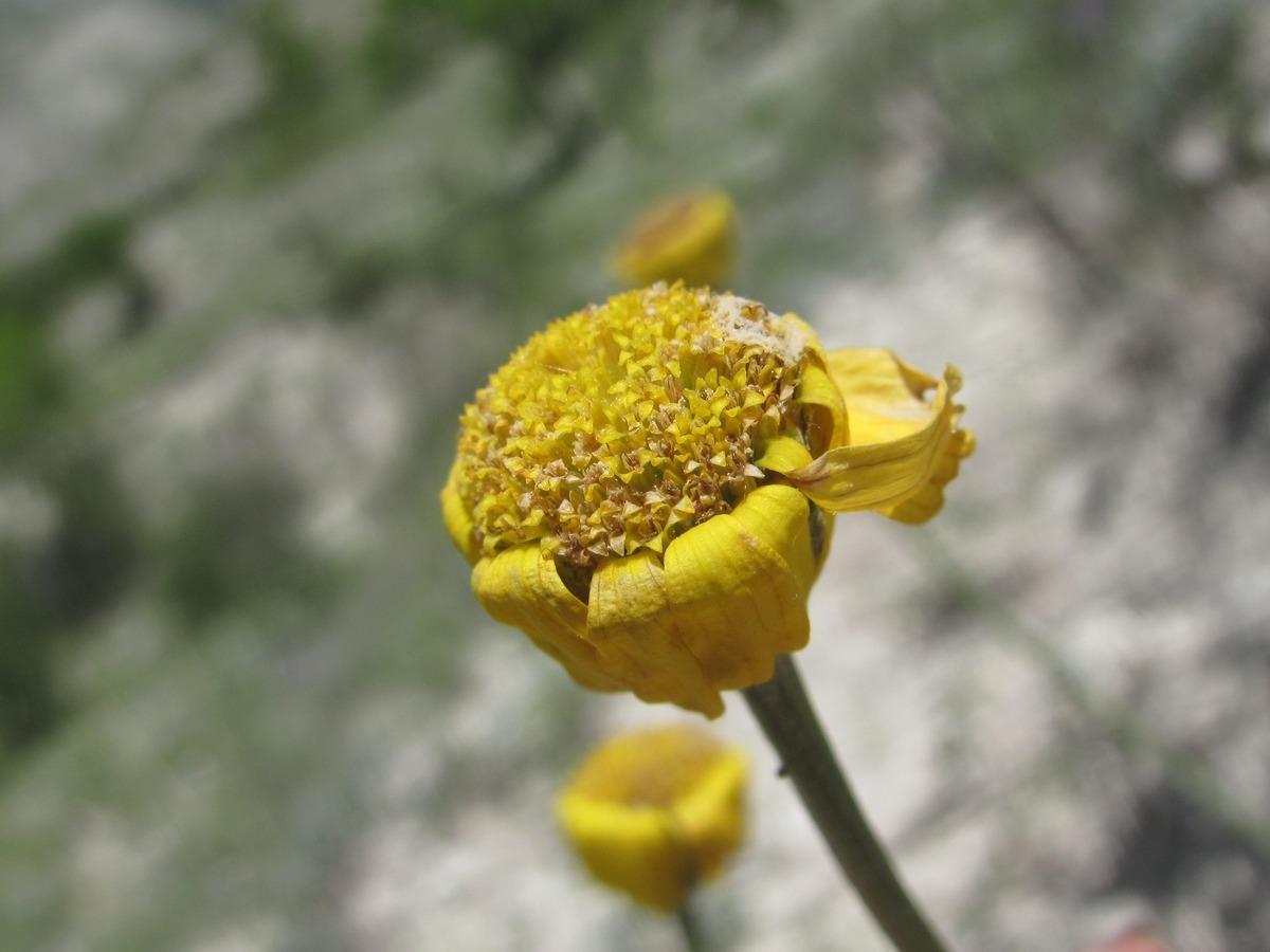 Изображение особи Tanacetum akinfiewii.