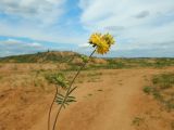 Anthyllis macrocephala