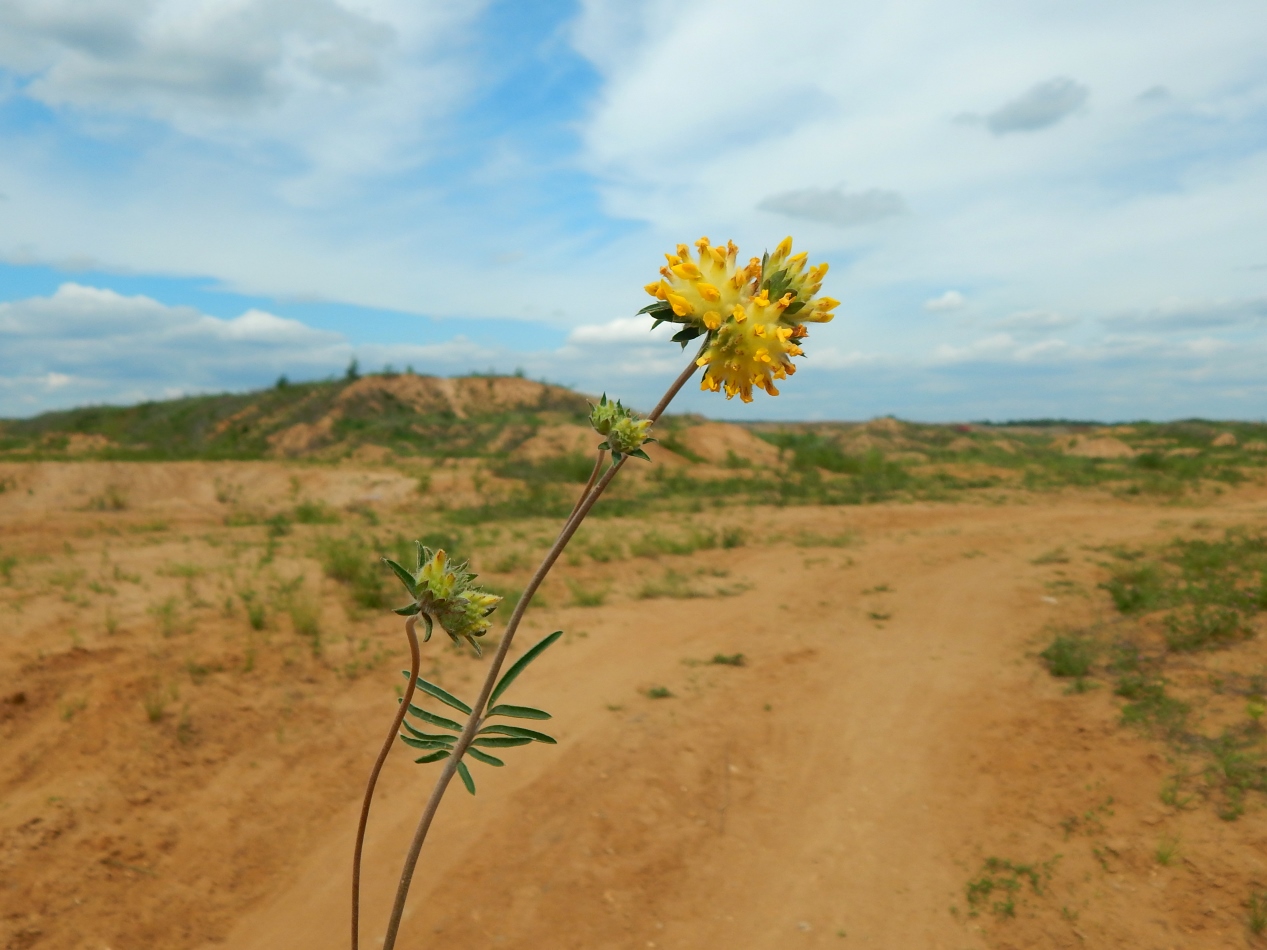 Изображение особи Anthyllis macrocephala.