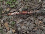 Betula pendula