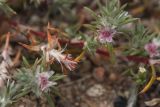 Polygonum paronychioides. Цветки. Узбекистан, Наманганская обл., Касансайский р-н, окр. г. Касансай, предгорье, глинисто-каменистый склон. 13.05.2019.