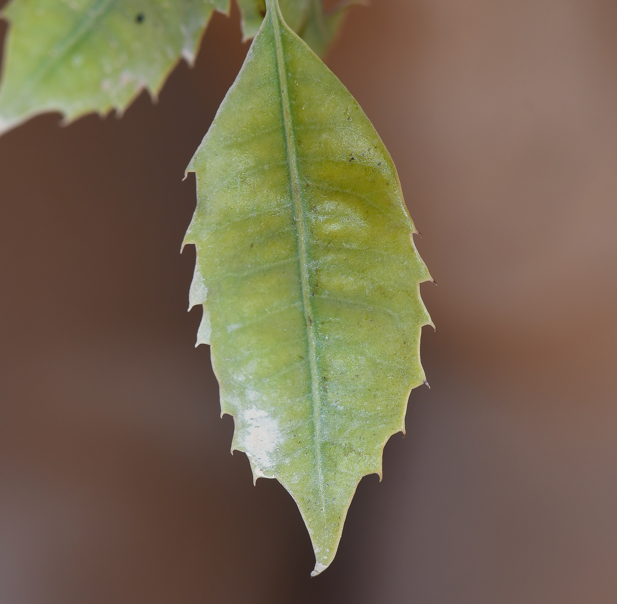 Image of Sclerocarya birrea specimen.