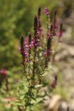 Lythrum salicaria