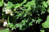 Filipendula ulmaria. Ветви с цветами. Горный Крым, р. М. Бурульча. 17 июля 2010 г.