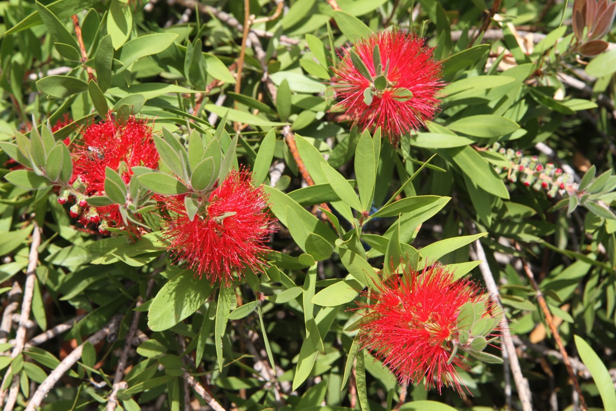 Image of Callistemon citrinus specimen.