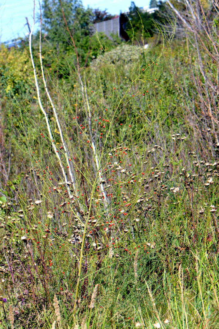 Image of Asparagus officinalis specimen.