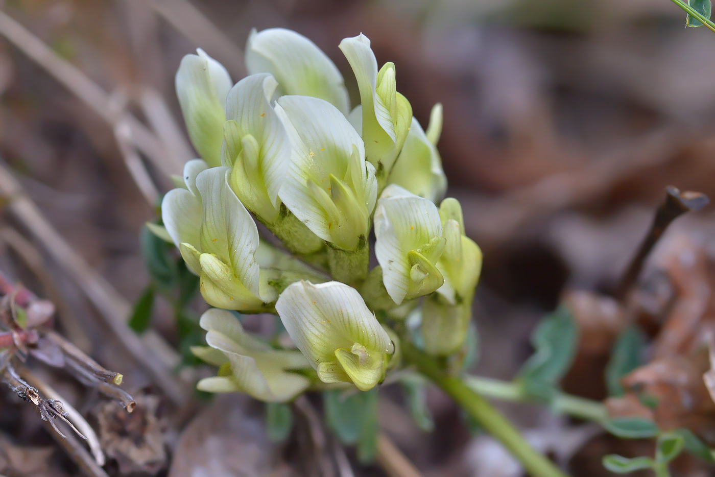 Image of Astragalus resupinatus specimen.