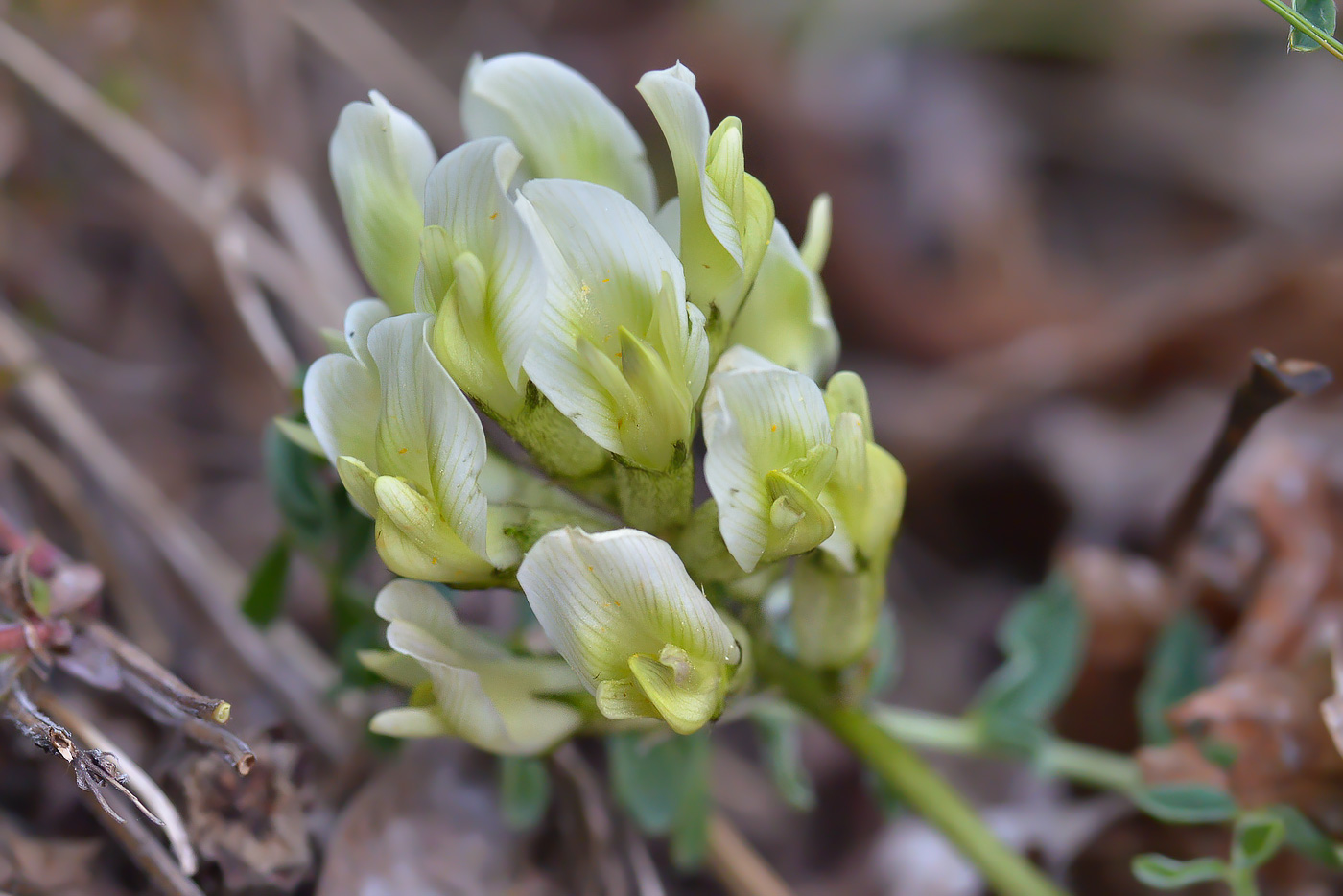 Изображение особи Astragalus resupinatus.