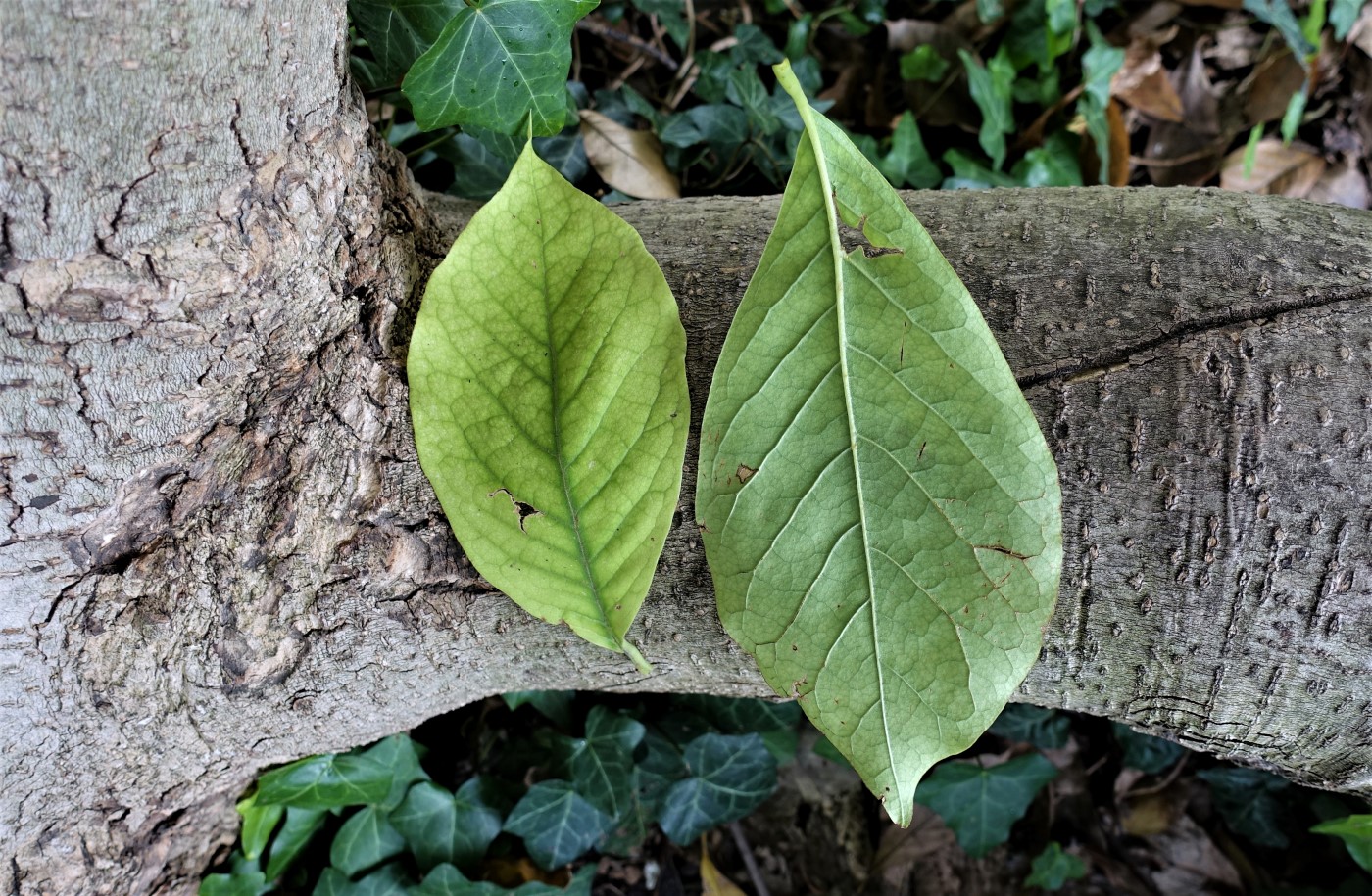 Image of Magnolia × soulangeana specimen.