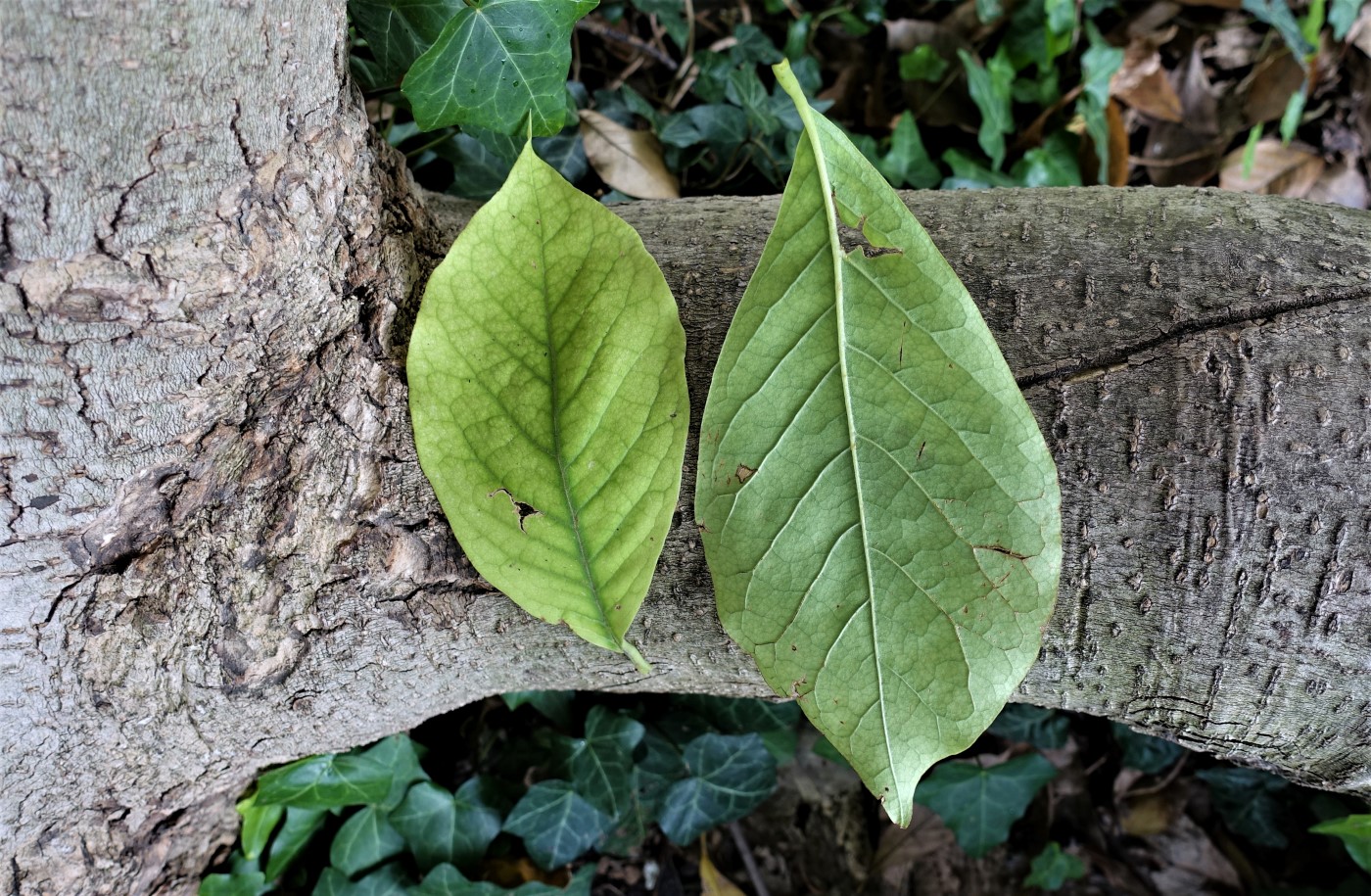 Image of Magnolia &times; soulangeana specimen.